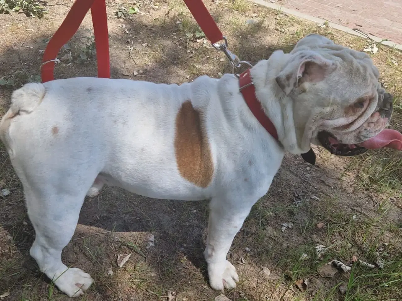 Billede 5 - Engelsk Bulldog 