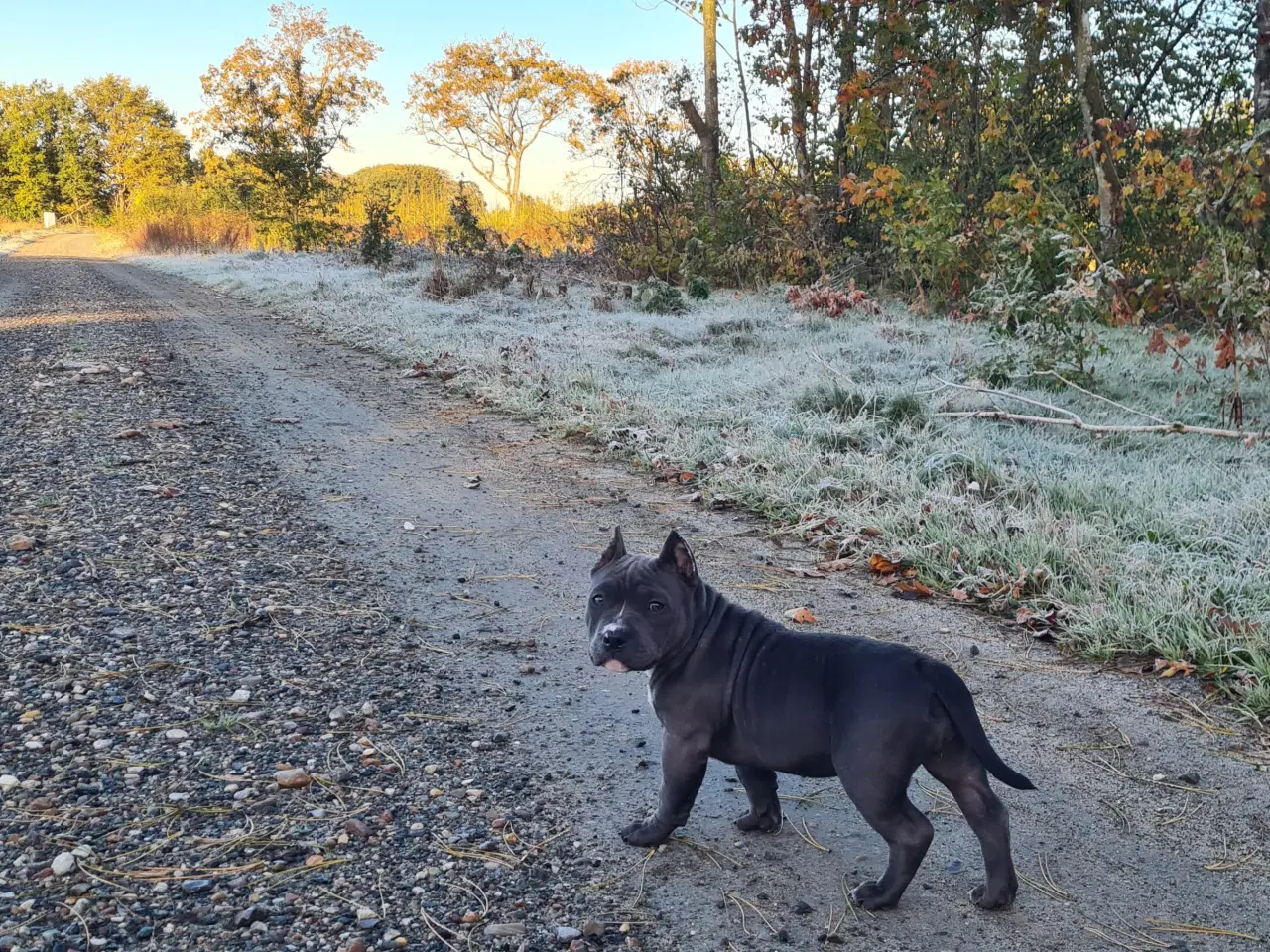 Billede 2 - American Bully Pige abkc 