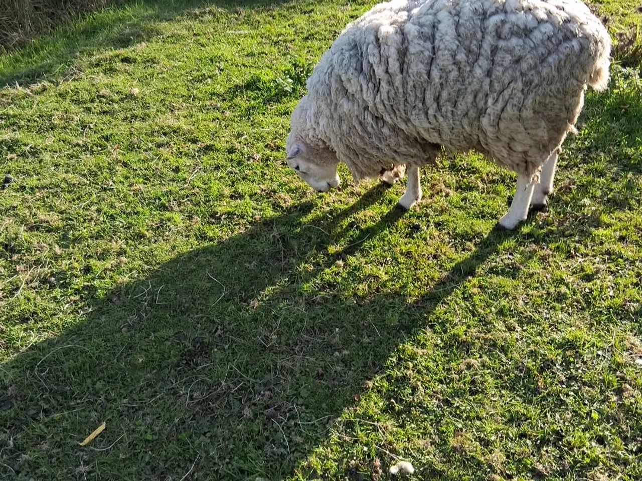 Billede 1 - Vædder sælges