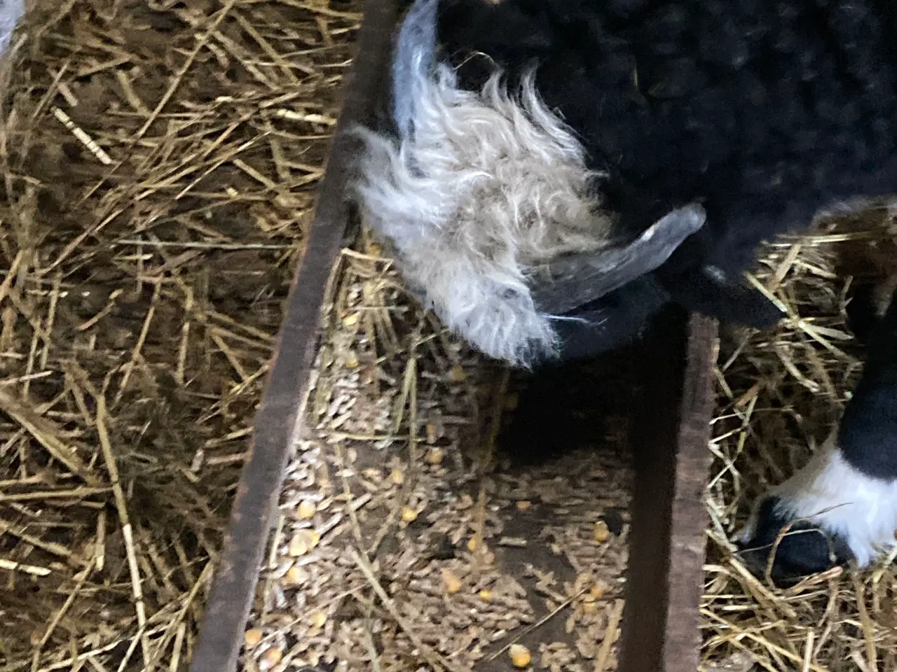 Billede 5 - Jacobs vædder lam