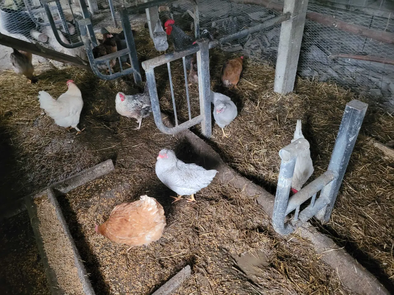 Billede 10 - 13 høns i fuld æglægning plus 8 høne kyllinger