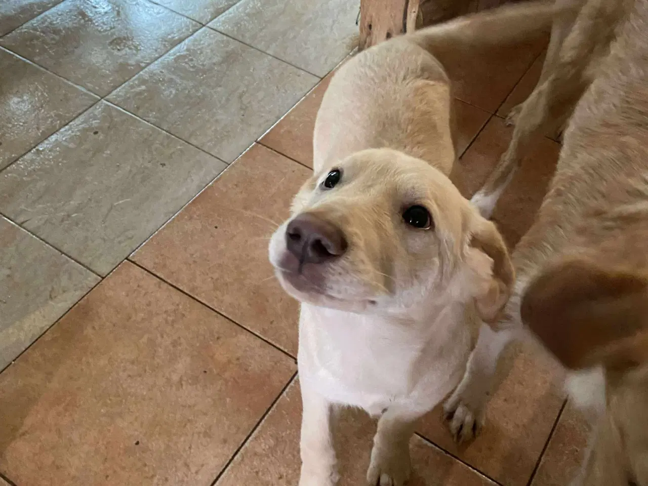 Billede 8 - Åh åh åh Buster… kigger efter sin familie