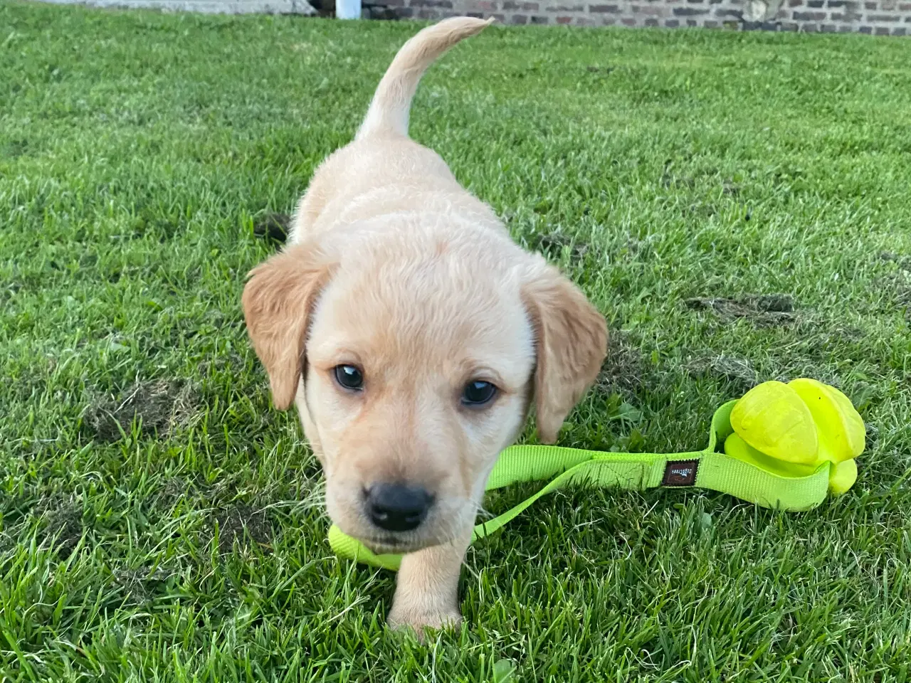 Billede 1 - Labrador