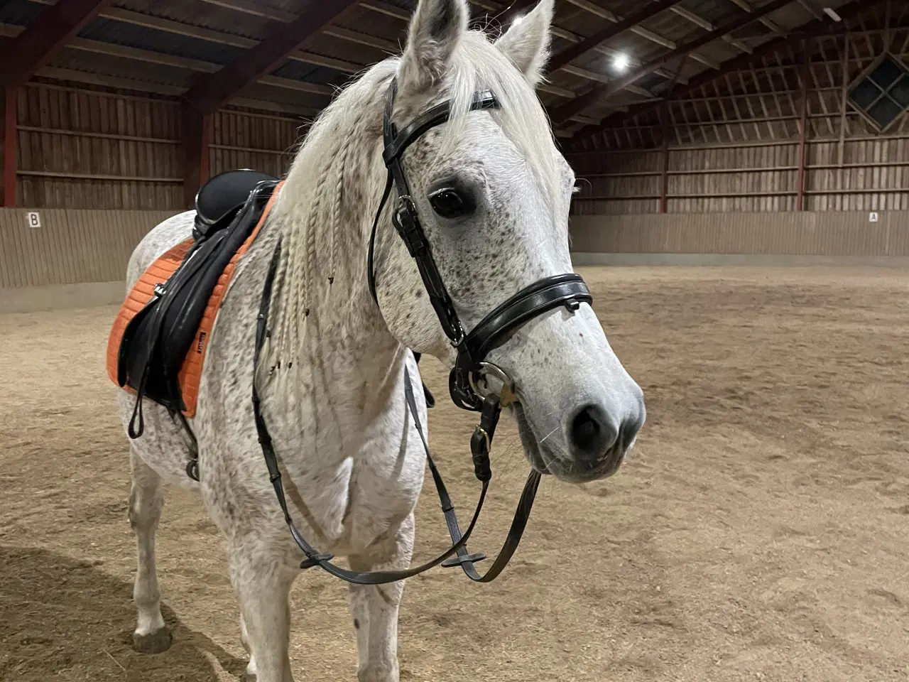 Billede 4 - Verdens bedste hest sælges