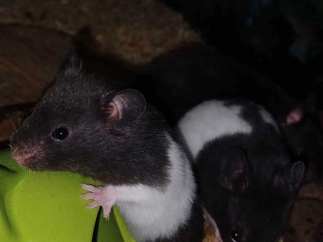 Billede 9 - Guldhamster unger 