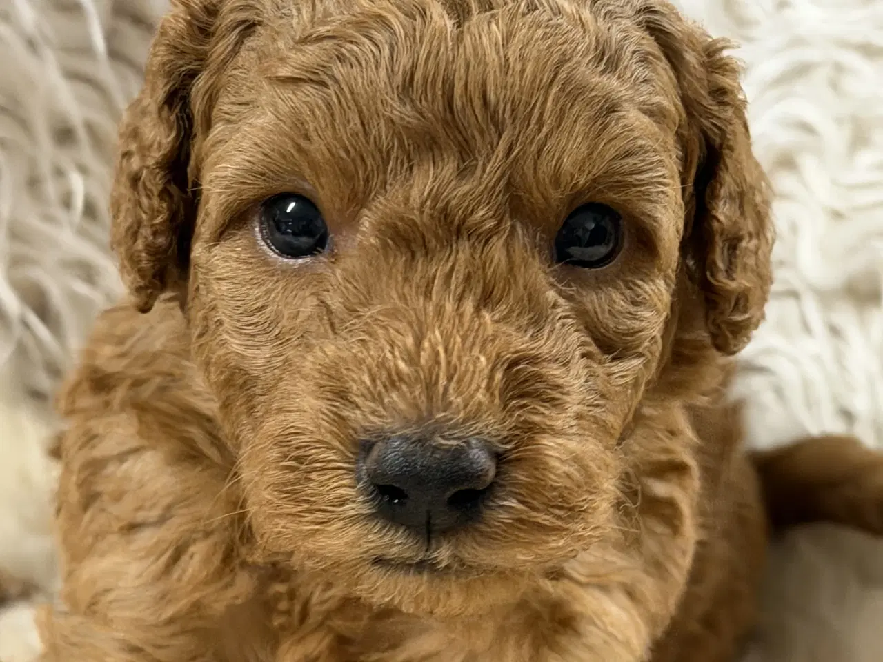 Billede 5 - Smukke mini Labradoodle ❤️🐾