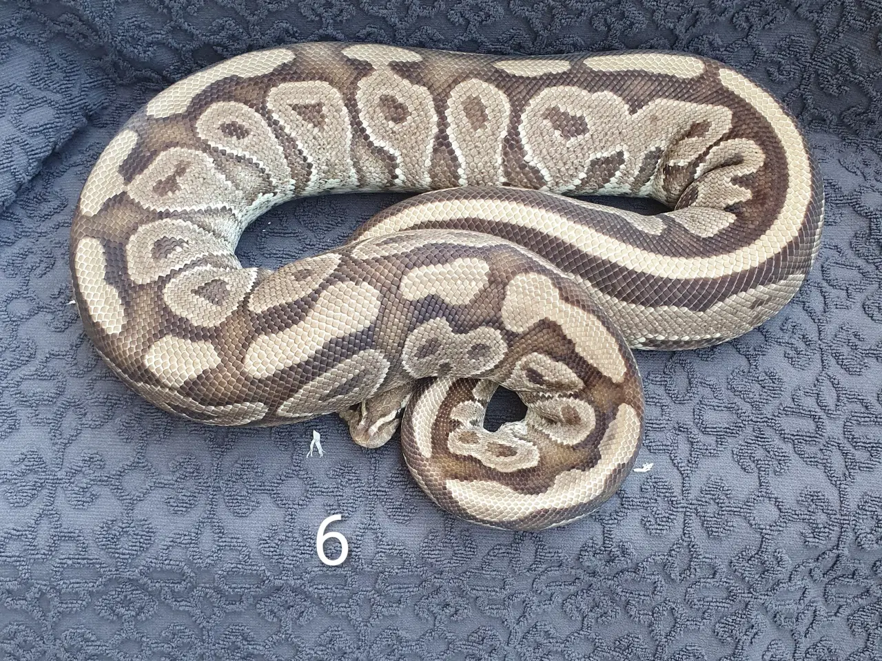 Billede 6 - Kongepython morfer..