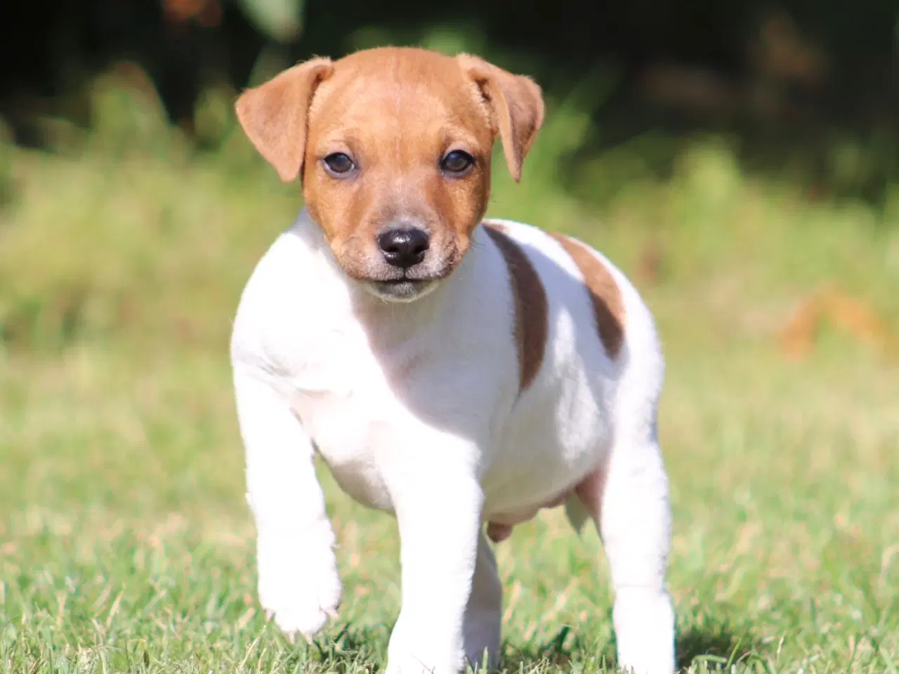 Billede 4 - Jack Russell hvalpe