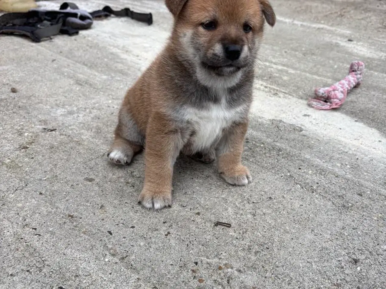 Billede 3 - Shiba drenge 