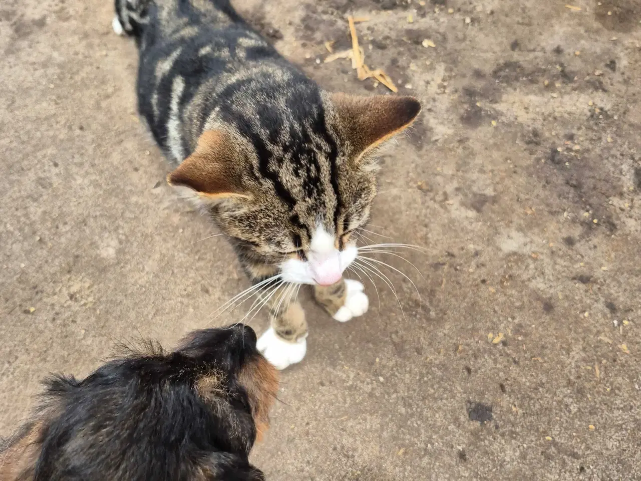 Billede 3 - Han kat