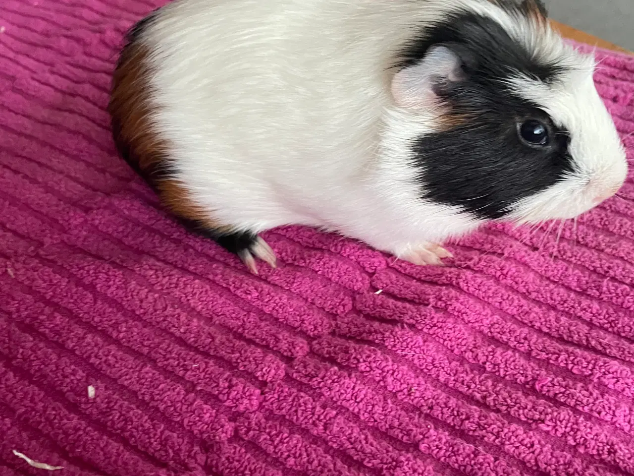 Billede 5 - Bortgives marsvin