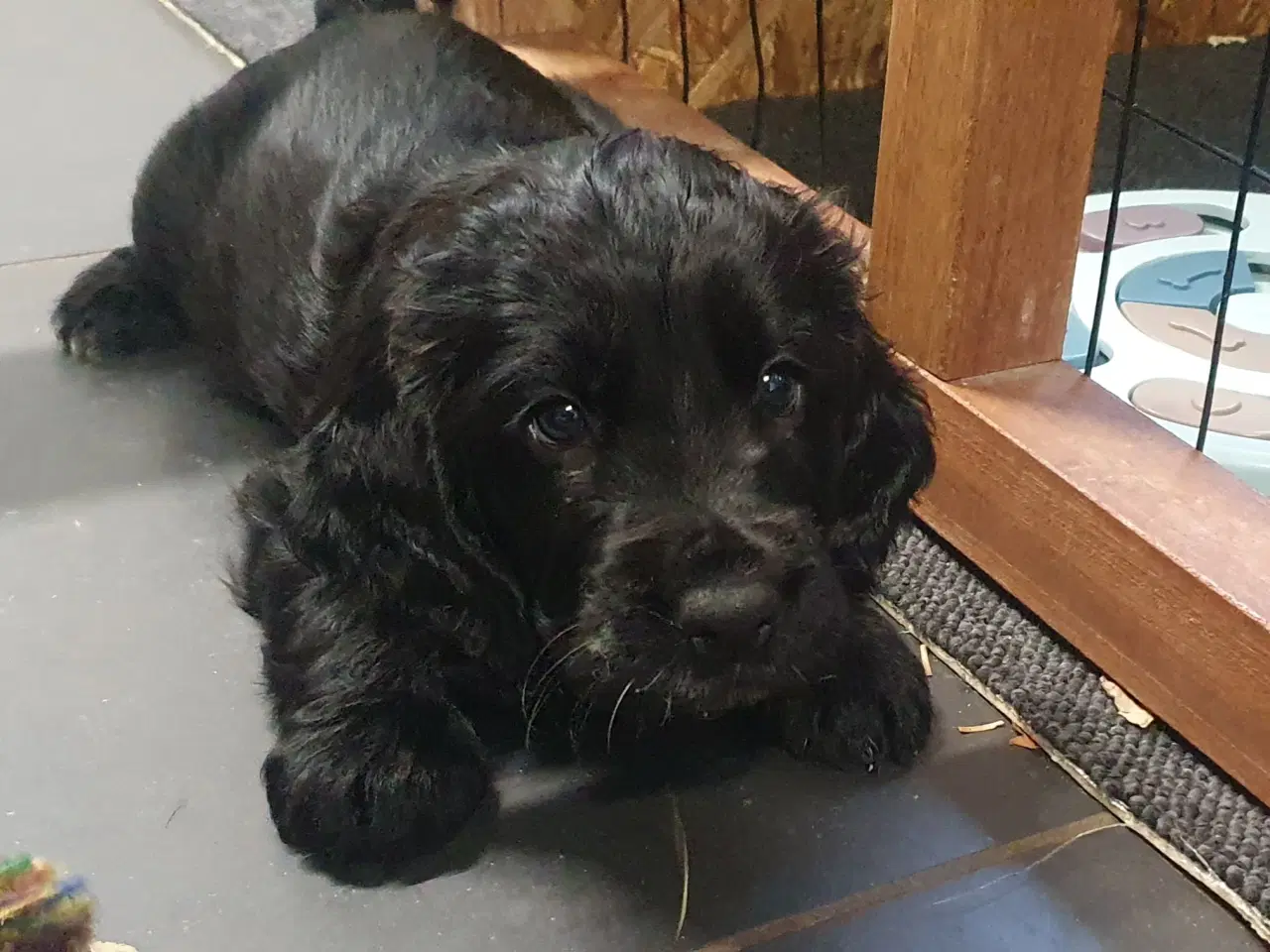 Billede 1 - Smukke cocker spaniel hvalpe