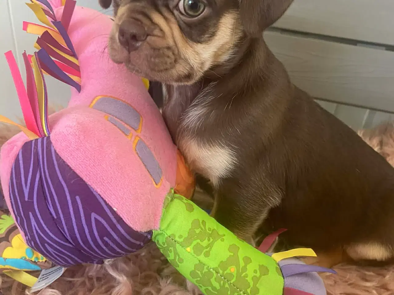 Billede 3 - Små søde blandingshvalpe 🐶