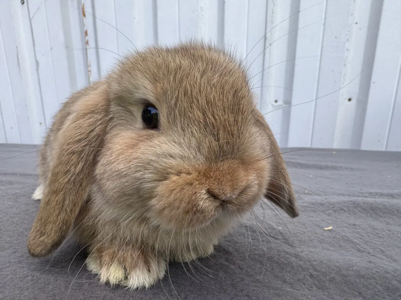 Billede 8 - Mini Lop hankanin