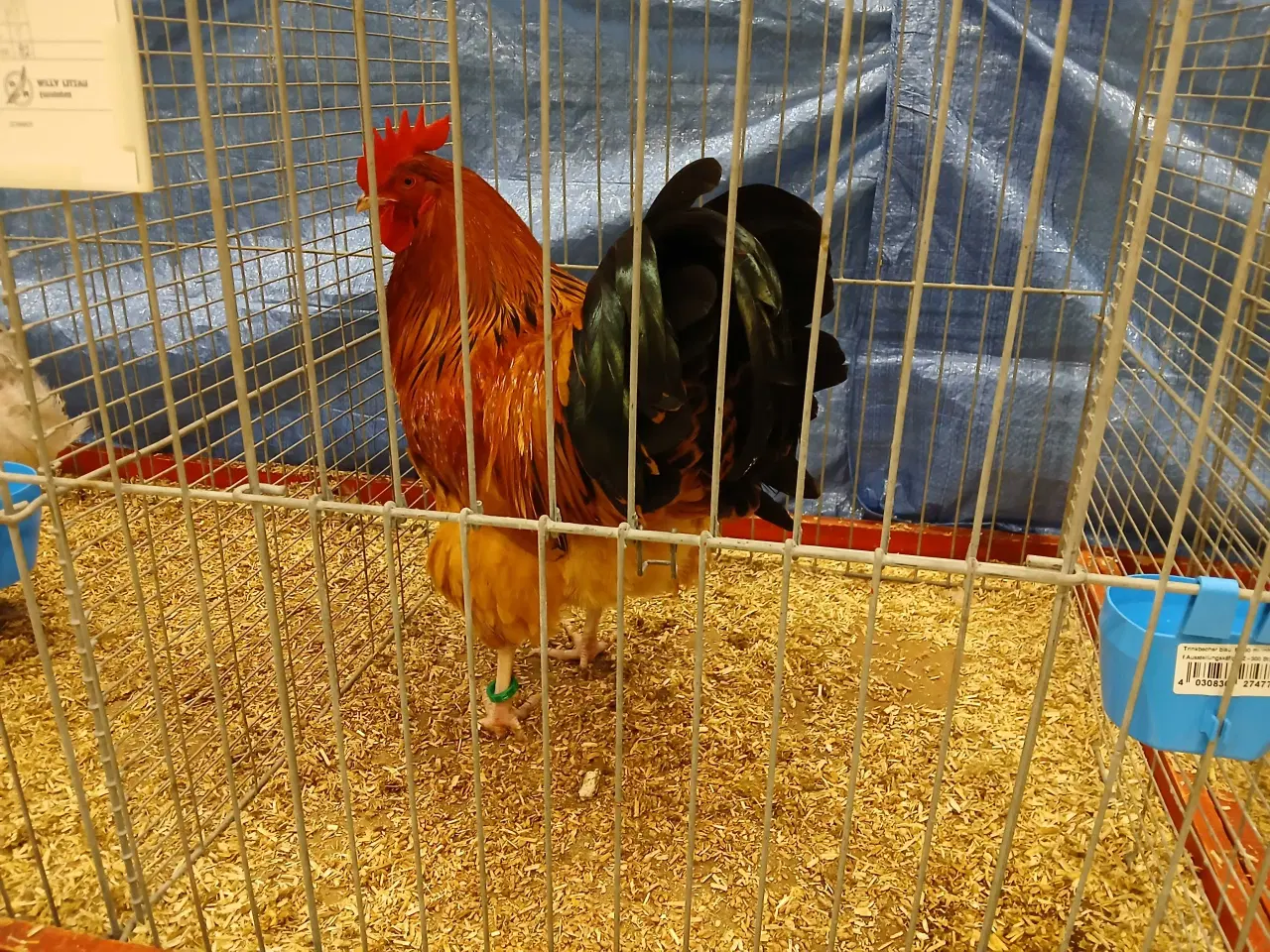 Billede 8 - Dværg Sussex, både høner og haner