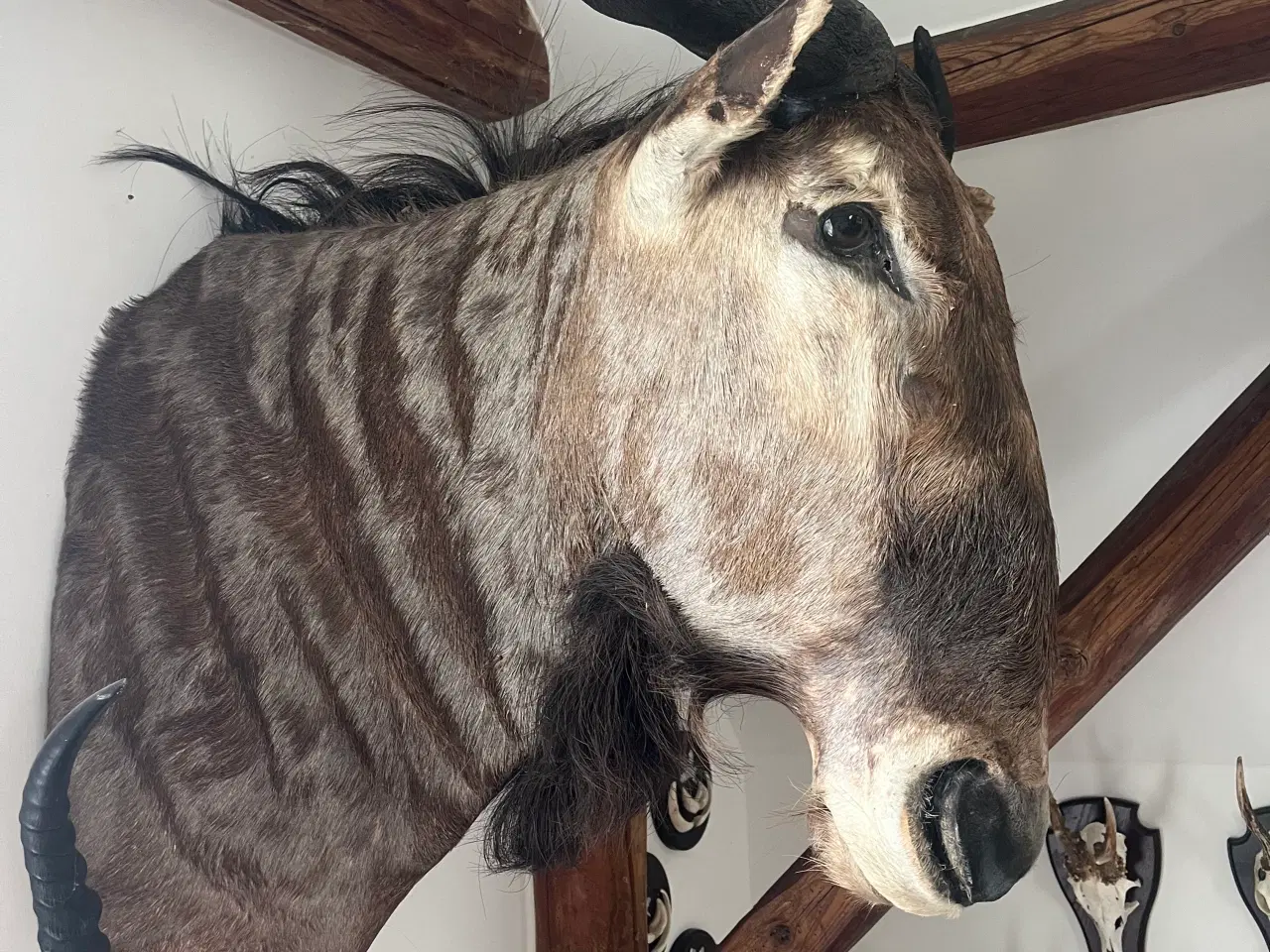 Billede 2 - Skulder monteret gnu
