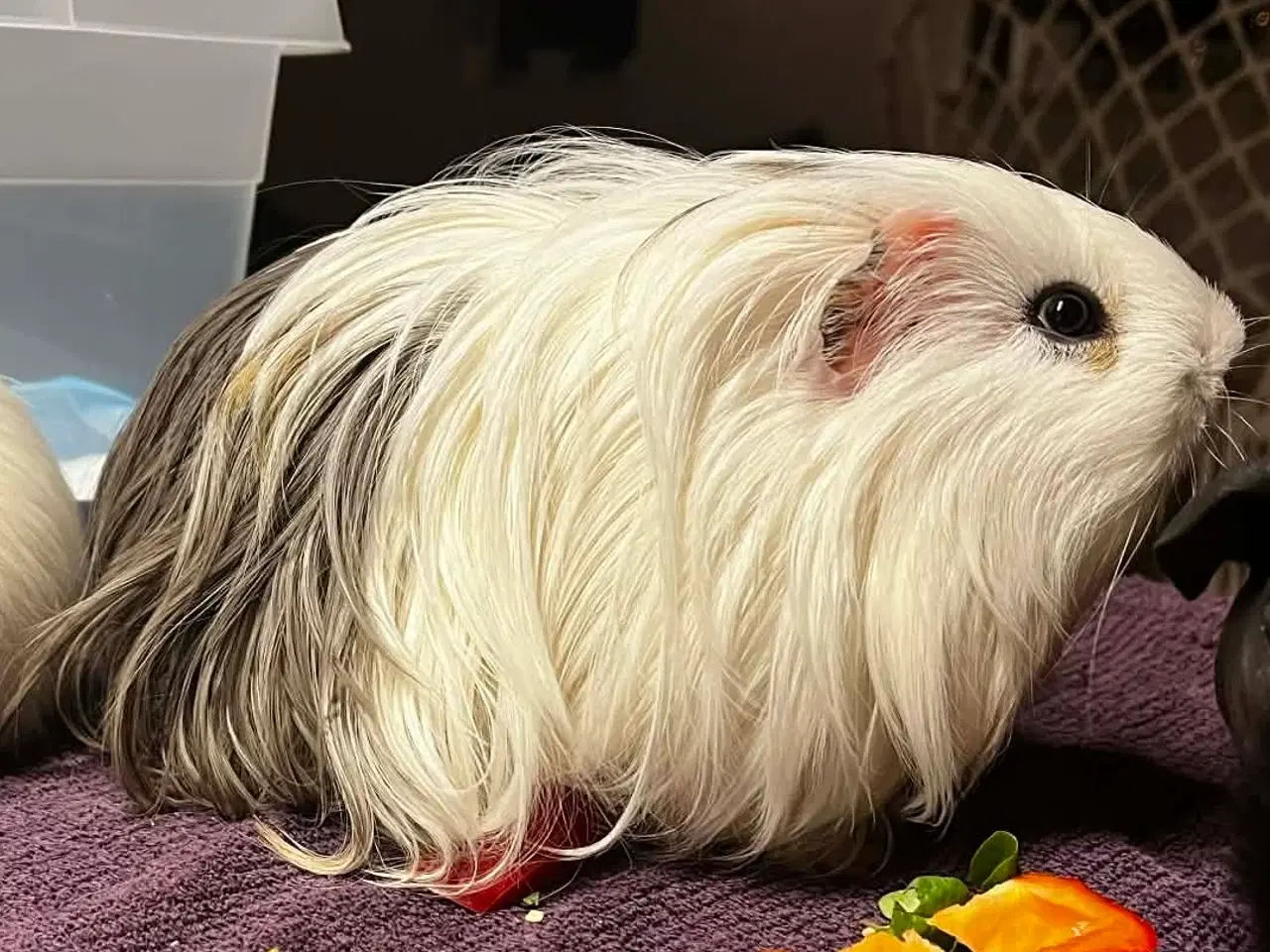 Billede 2 - Langhåret Sheltie Han