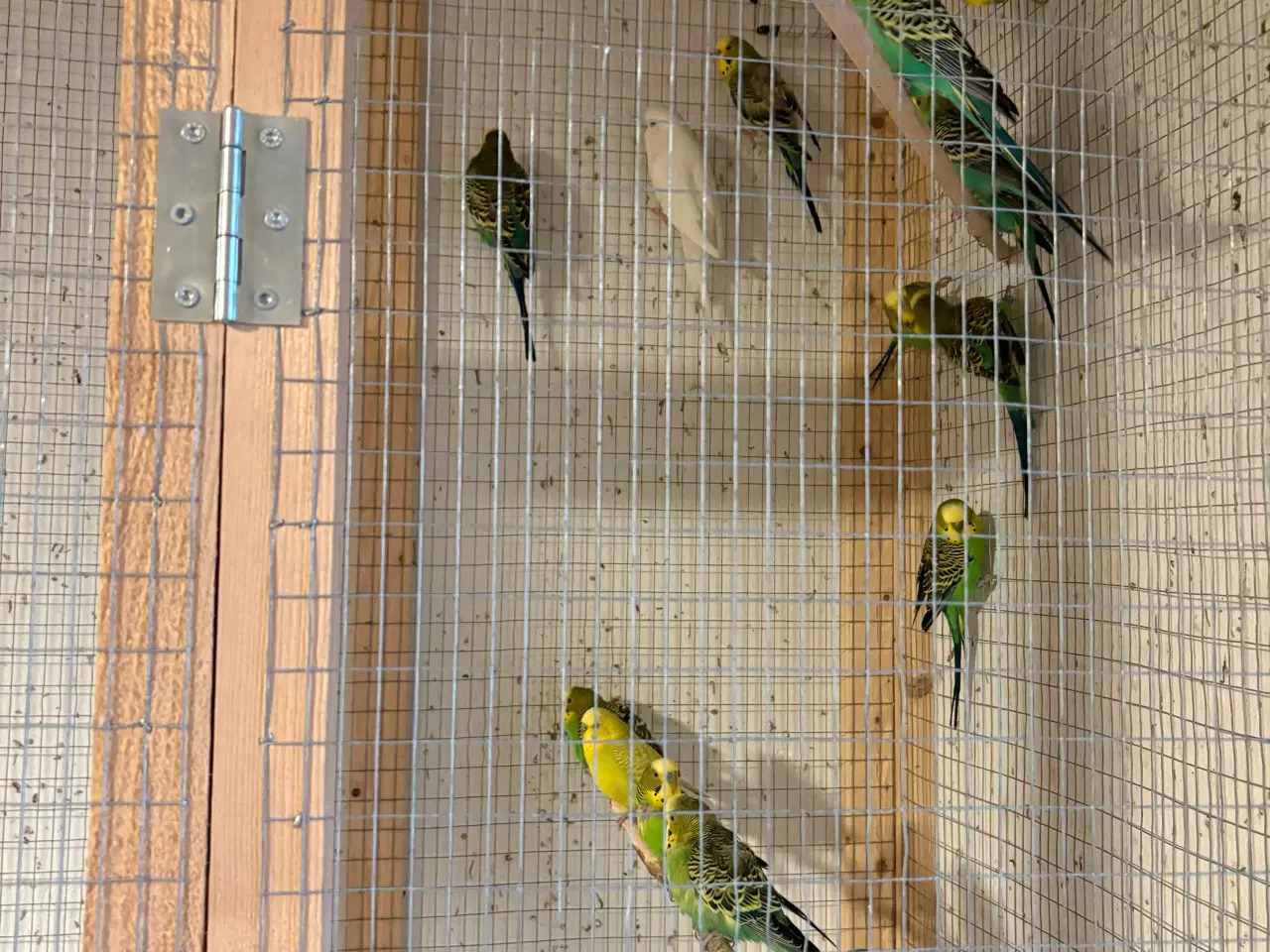 Billede 1 - 14 undulater