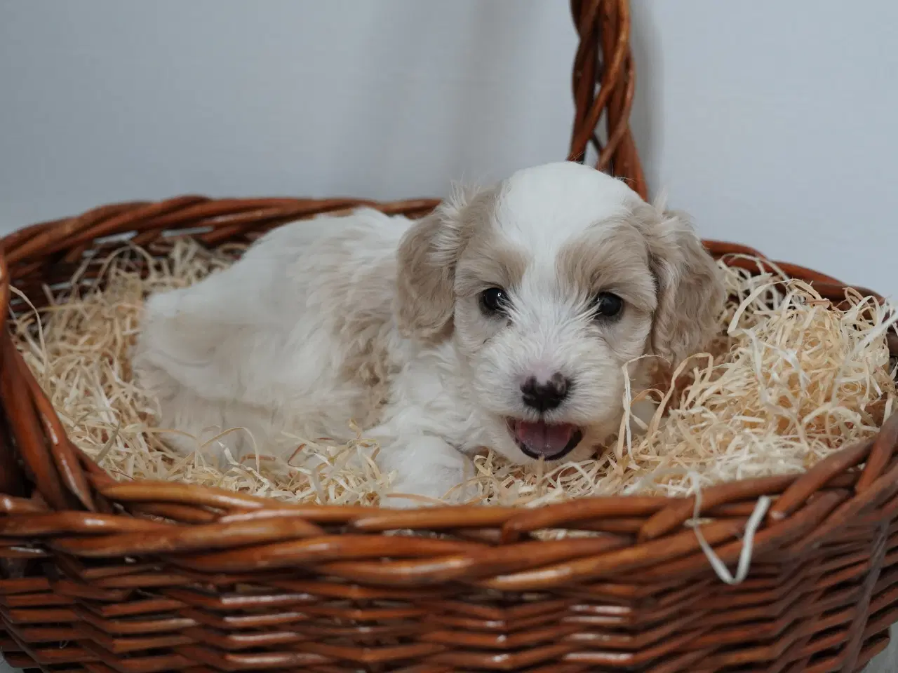 Billede 8 - Coton poo hvalpe