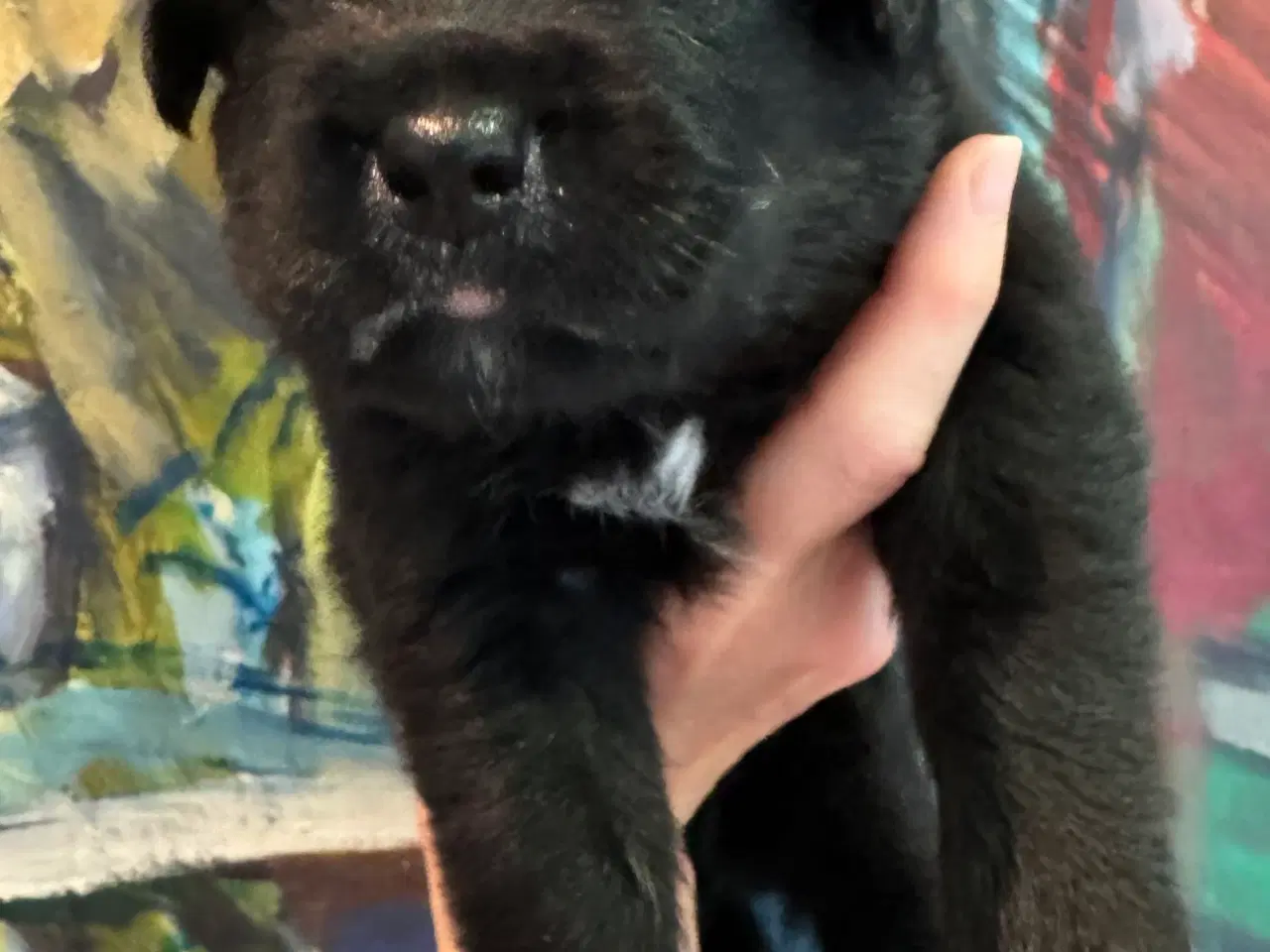 Billede 13 - Golden Retriever & Rottweiler mix