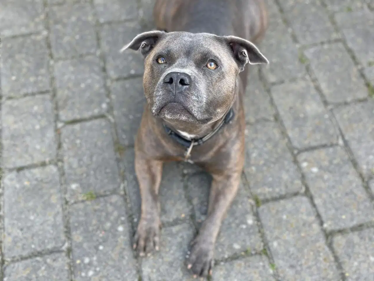 Billede 14 - Engelsk Staffordshirre bullterrier hvalpe 