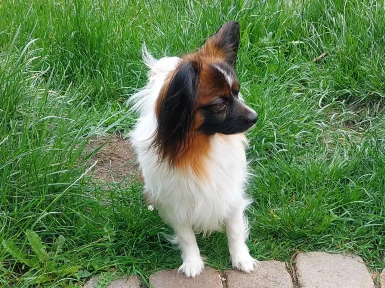 Billede 3 - Papillon dreng 3 år