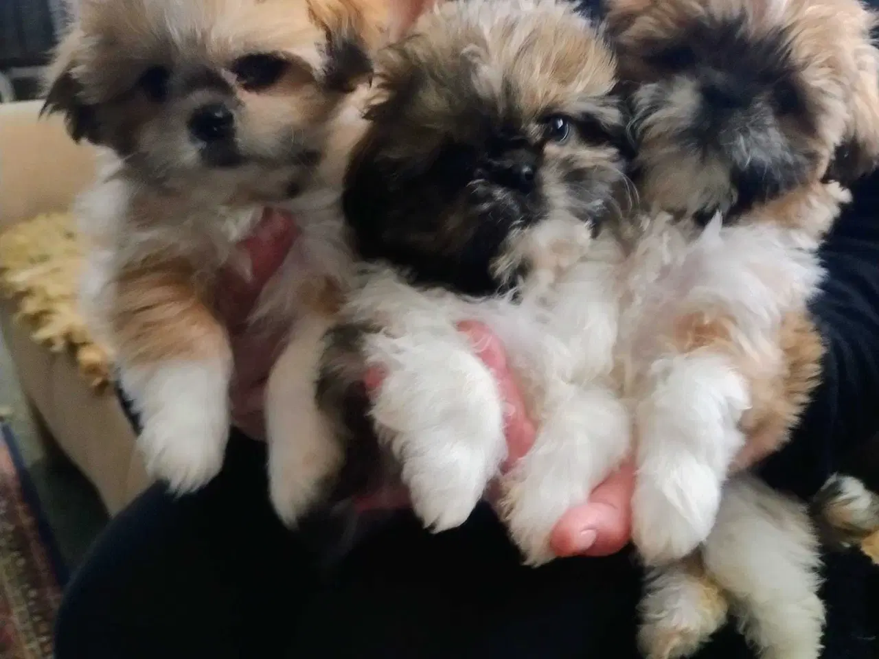 Billede 3 - Tre smukke SHIT TZU...🥰🥰🥰