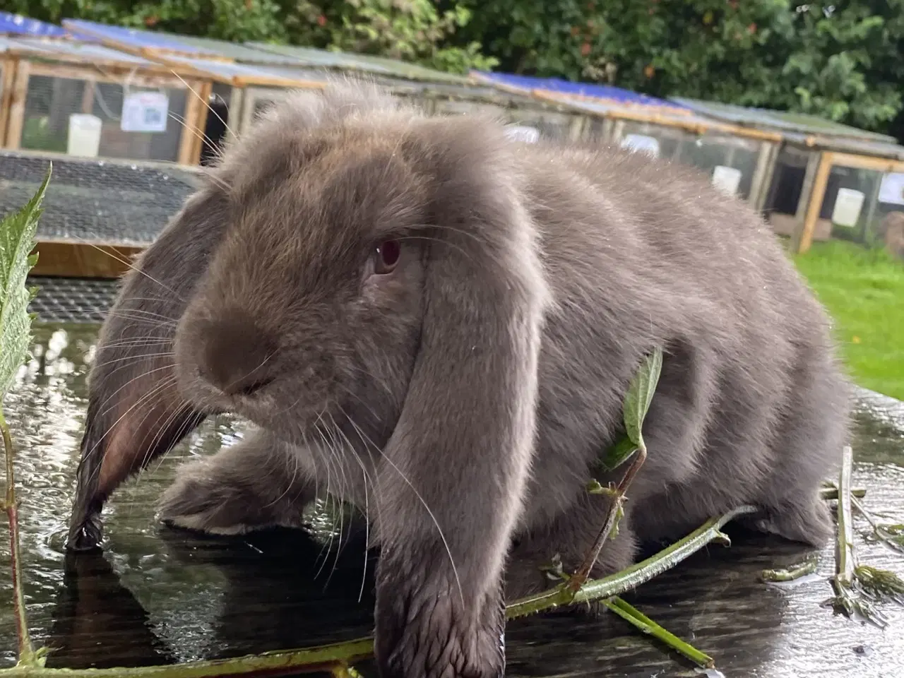 Billede 3 - FRANSK VÆDDER HUN HAVANA