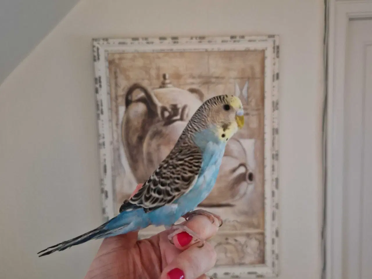 Billede 3 - Hånd Tam Baby Pige Undulat 