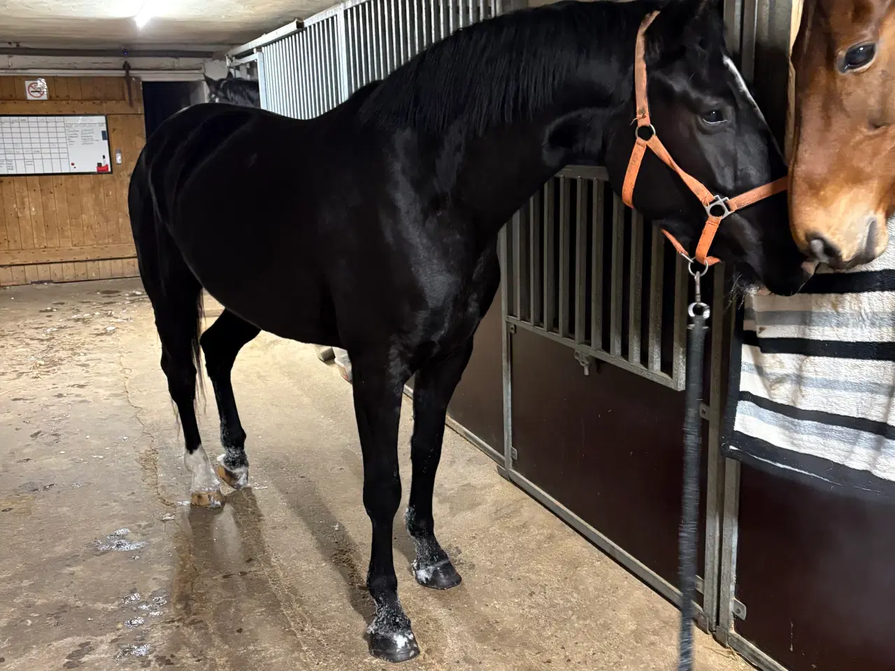 Billede 2 - 4 års smuk sort hoppe, sælges / byttes 