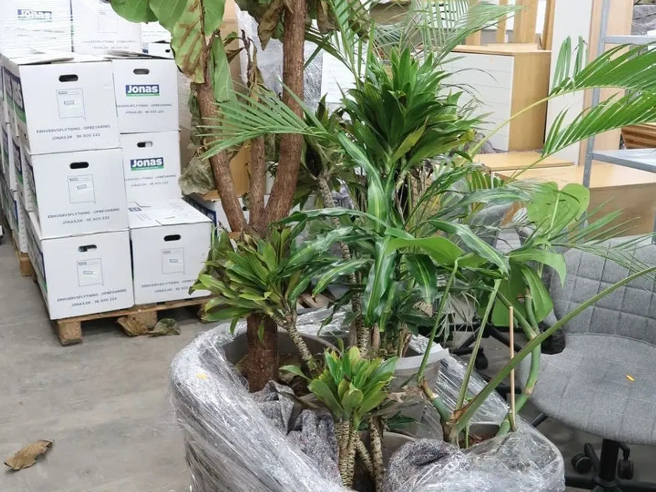 Billede 1 - Div. store planter i krukker