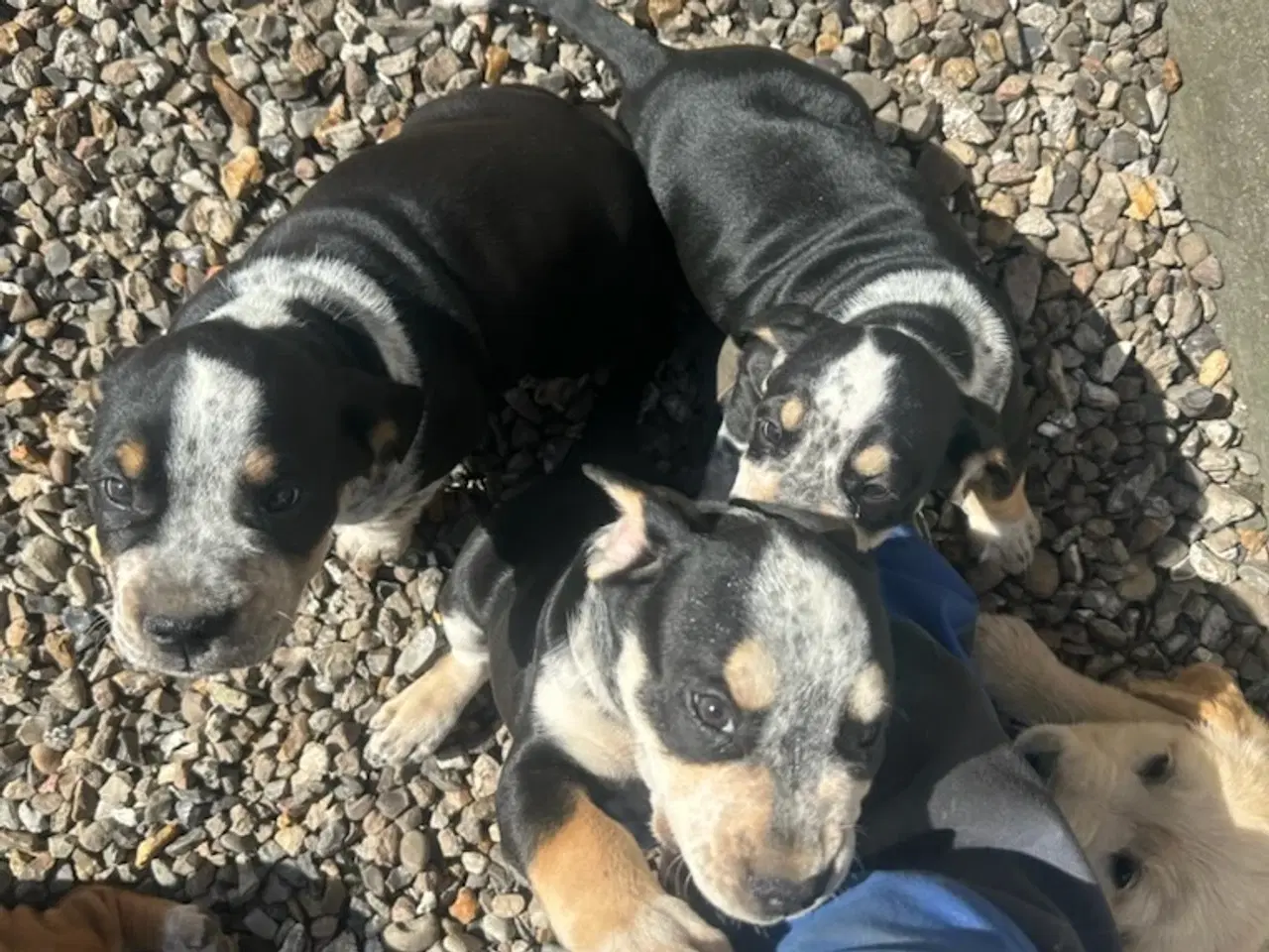 Billede 10 - Cocker spaniel/bull dog hvalpe 