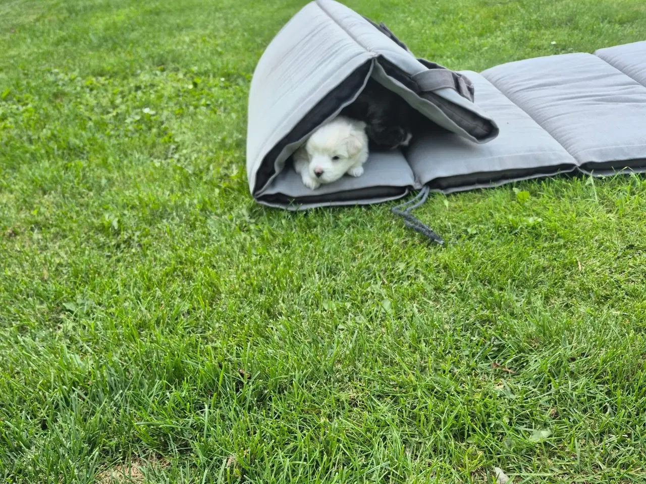 Billede 10 - Coton de tulear og Highland Maltie 