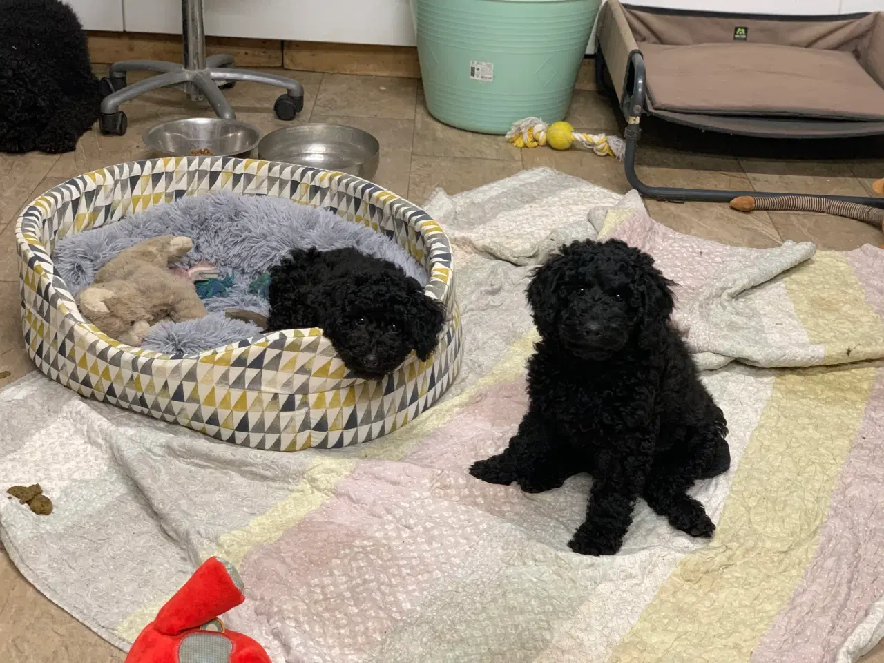 Billede 11 - Golden Doodle F1B babyer er rejse klar