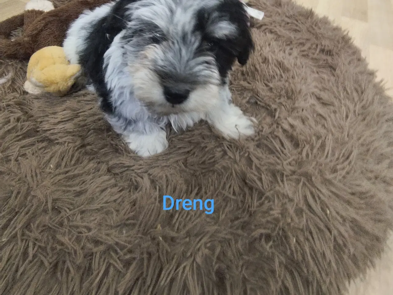 Billede 3 - Bichon Havanais hvalpe