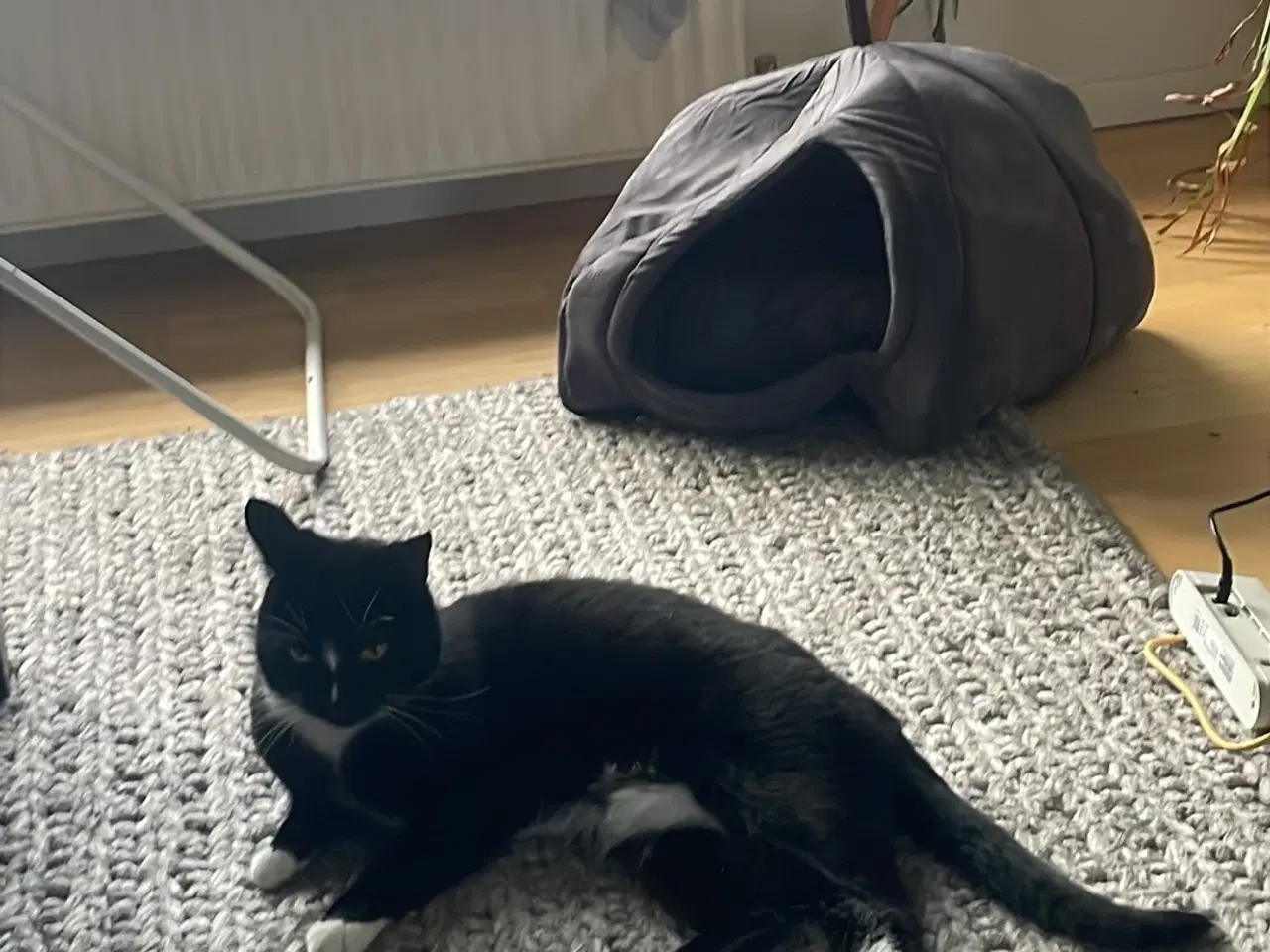 Billede 2 - 2x katte (6,5 år og 7 måneder)