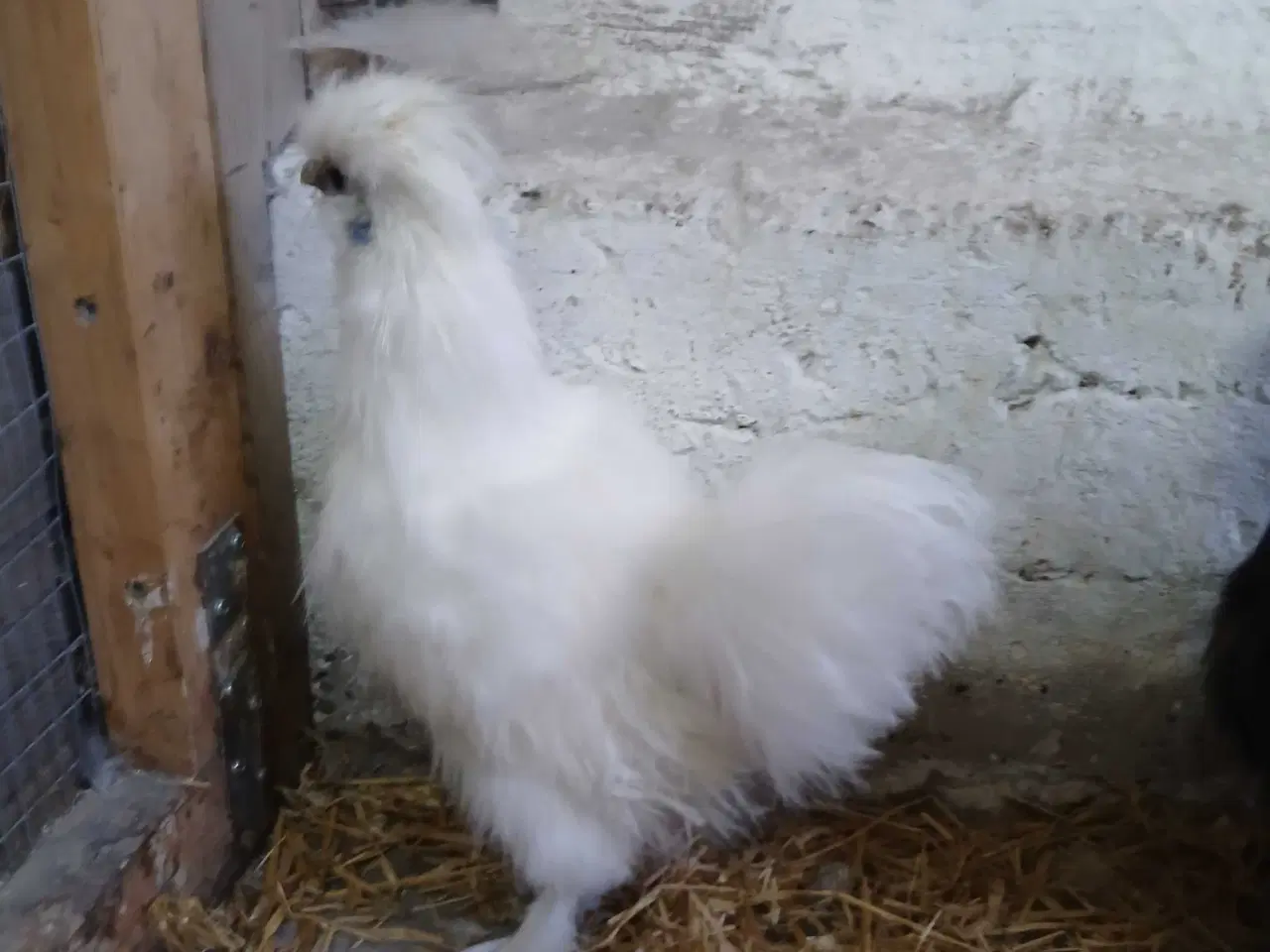 Billede 4 - Dværg silkehaner