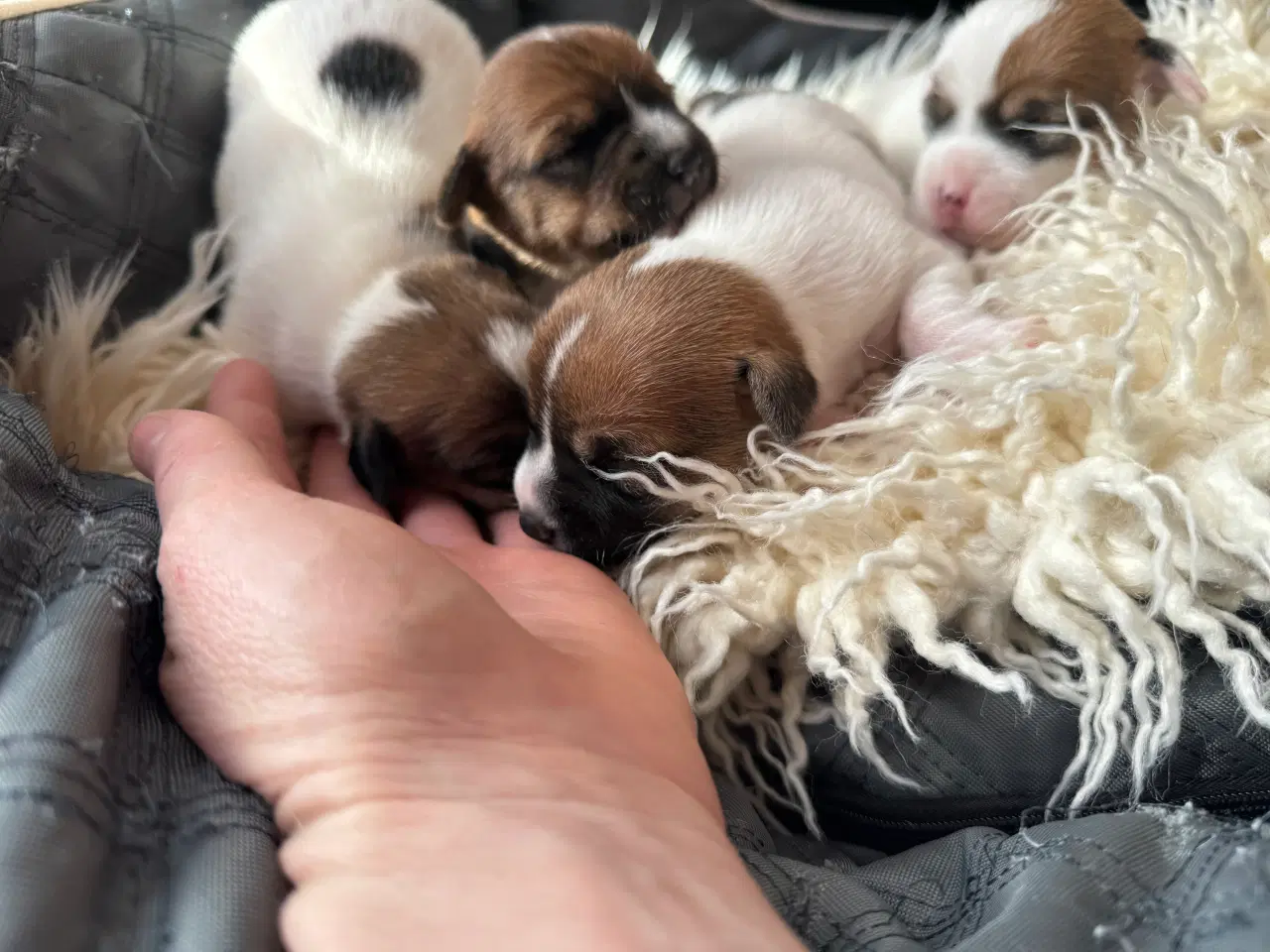 Billede 2 - Jack Russel Terrier Hundehvalpe kortbenet glathåre