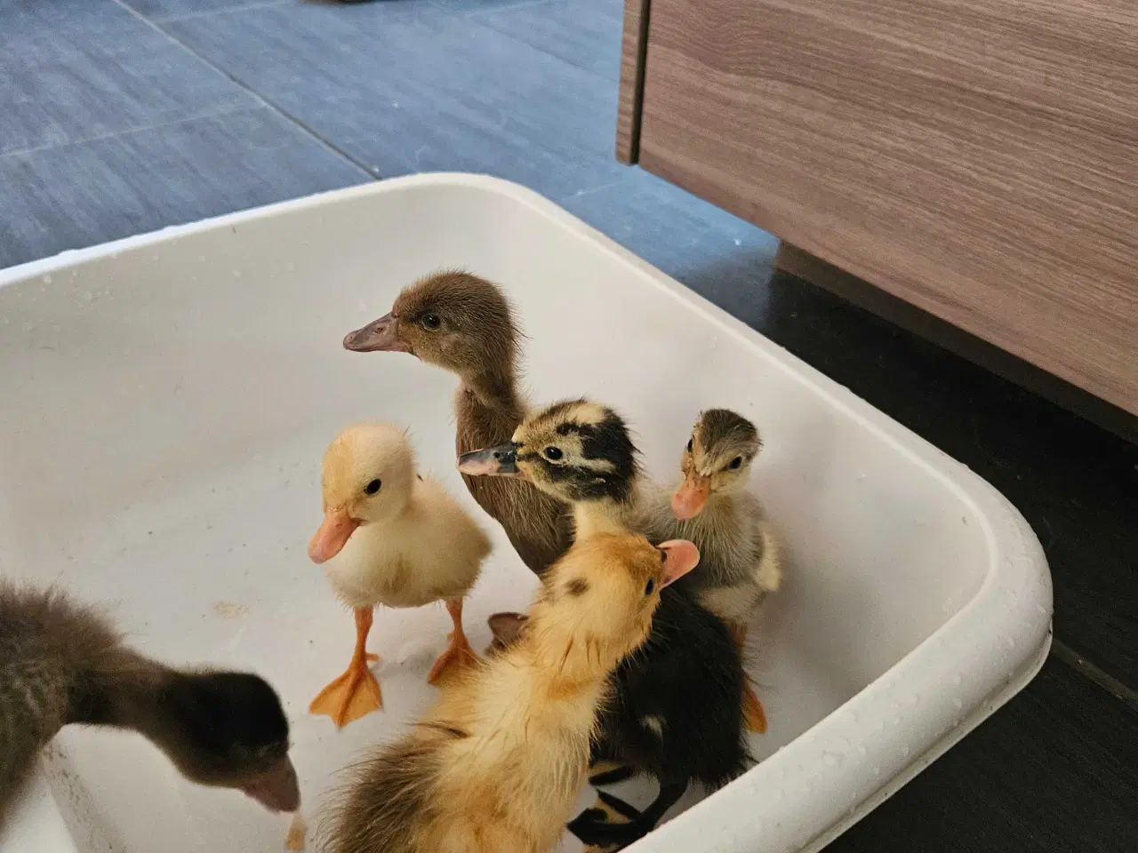 Billede 2 - Ællinger fra løbeænder 