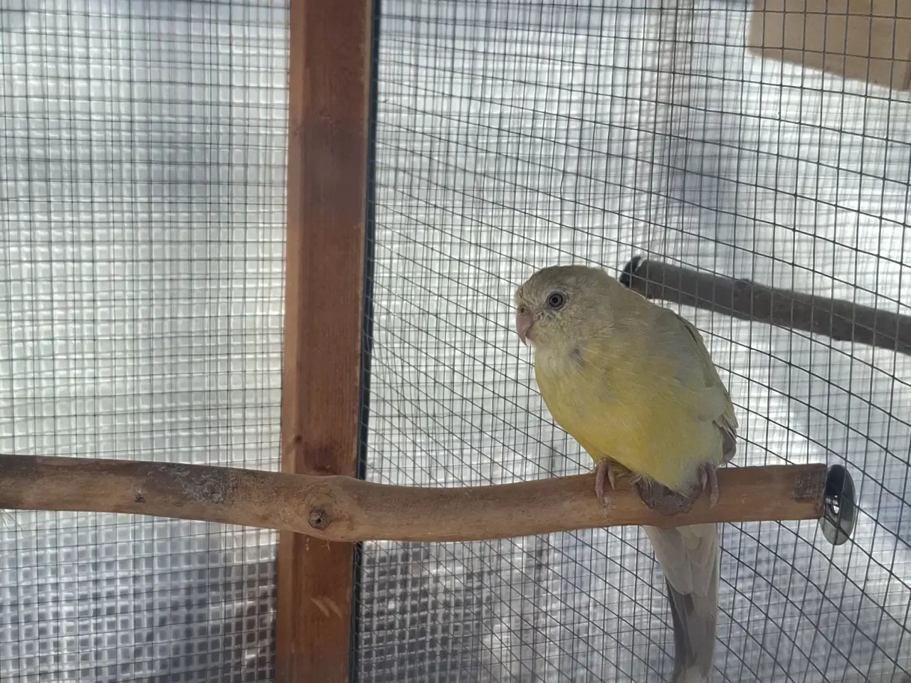 Billede 1 - Søges sangparakit han og græsparakit hun