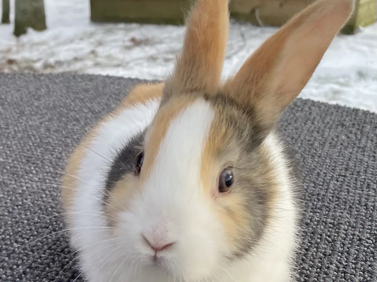 Billede 9 - HOLLÆNDER HUN JAPANER SORT/ GUL