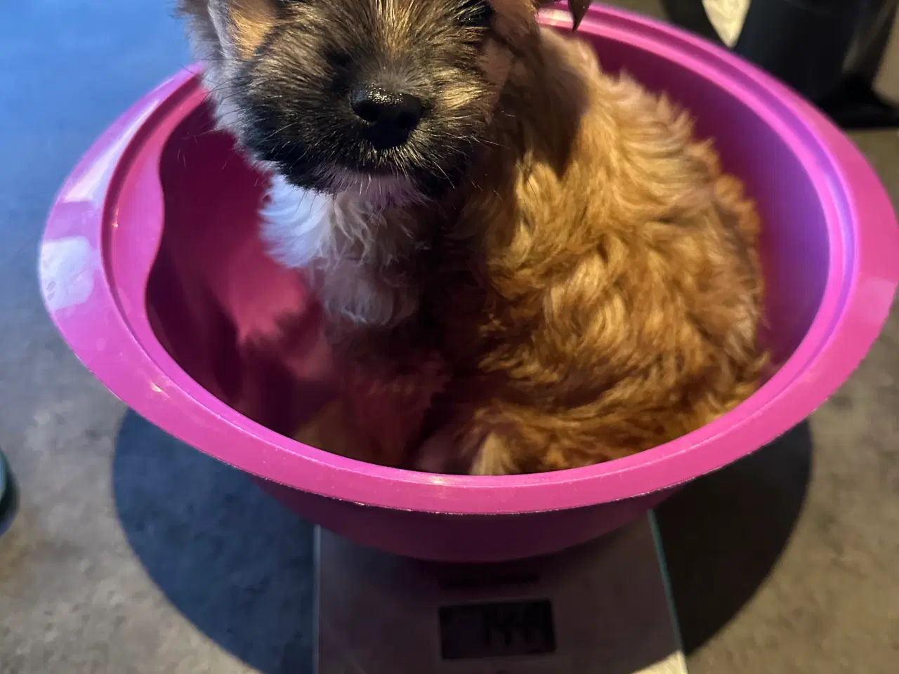 Billede 10 - Yorkshire Terrier/Chihuahua blanding