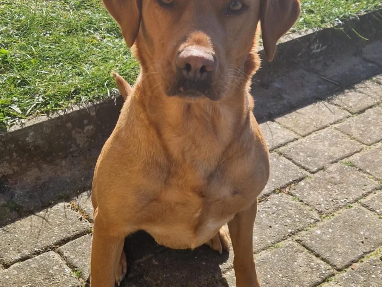 Billede 3 - Fox red labrador hvalpe