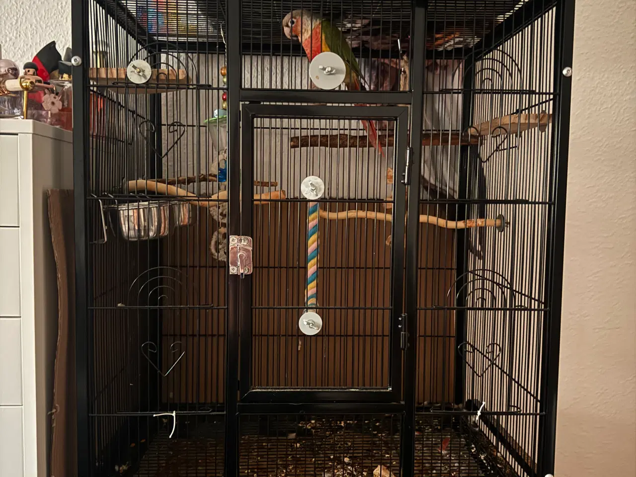 Billede 2 - Tam hun Conure fugl