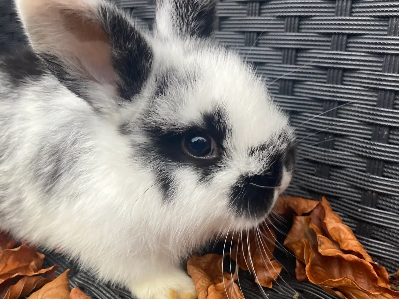 Billede 3 - Løvehoved og miniloop blanding 