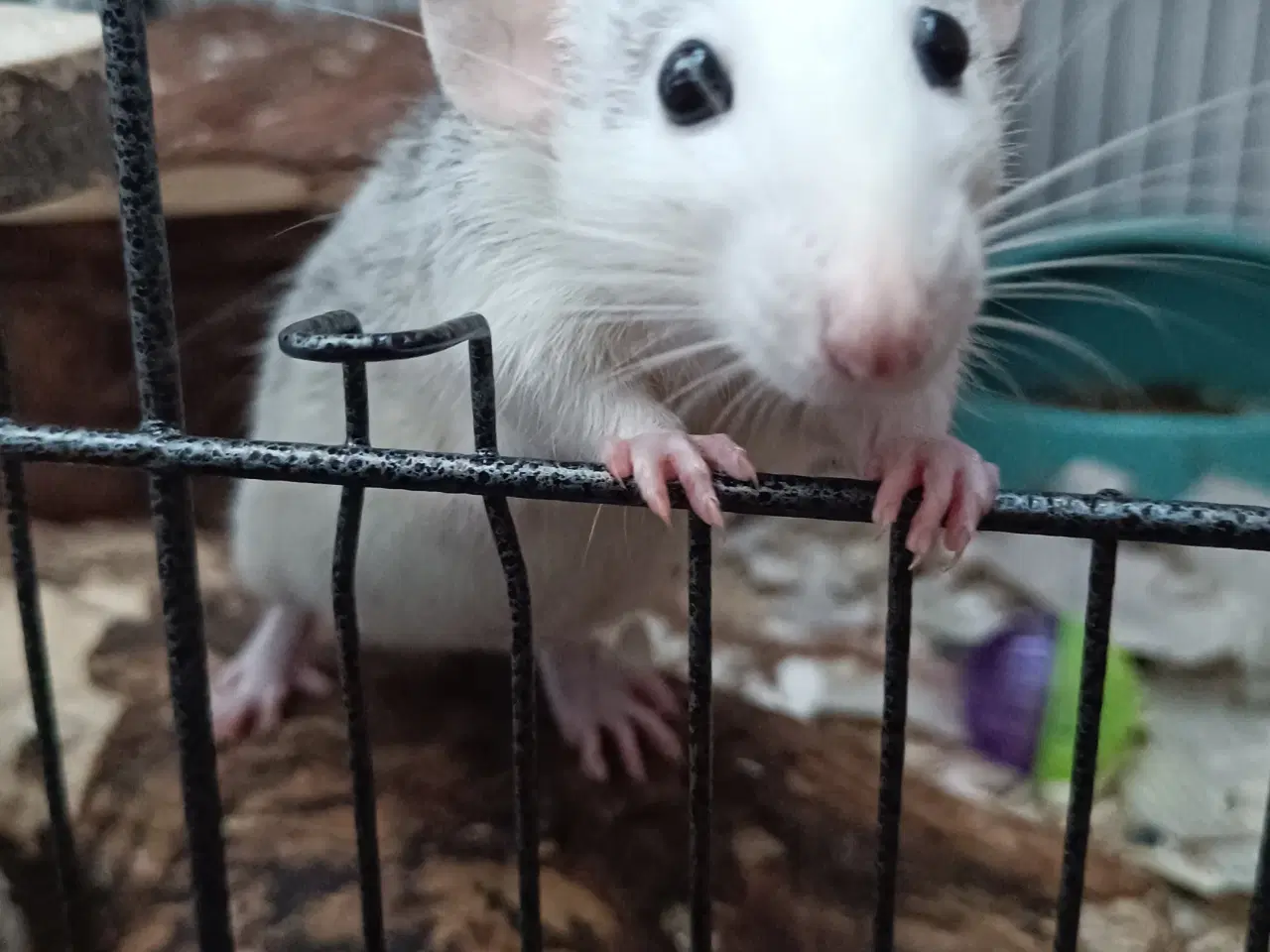 Billede 2 - 4 søde rotte piger