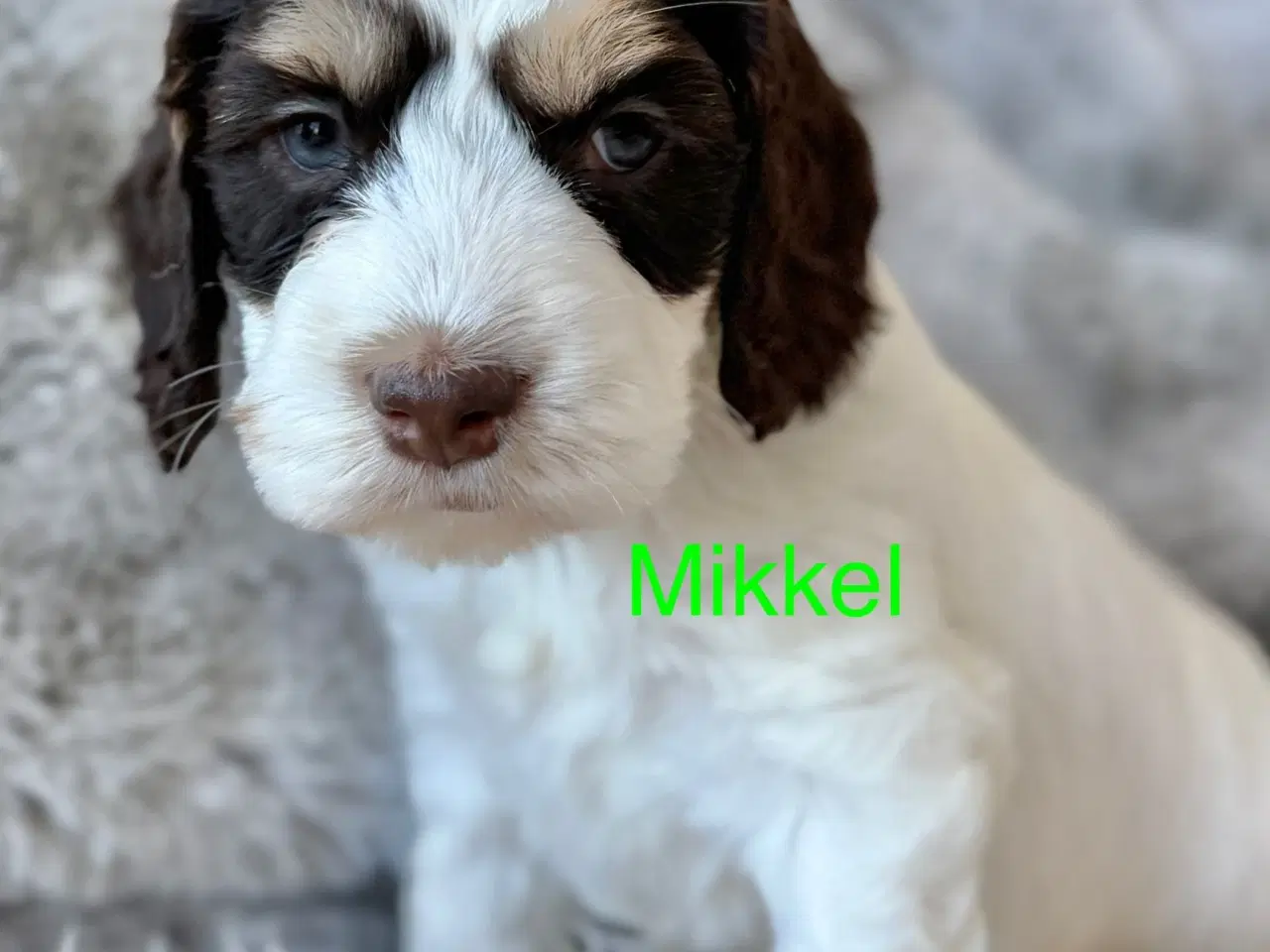 Billede 3 - Cockapoo Cockerpoo f1