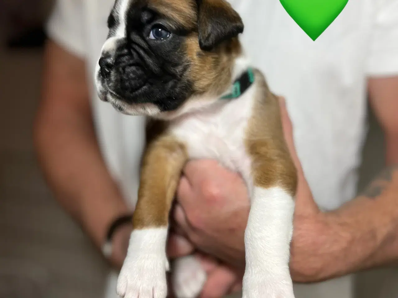 Billede 1 - Skønneste Boxerhvalpe søger nyt hjem