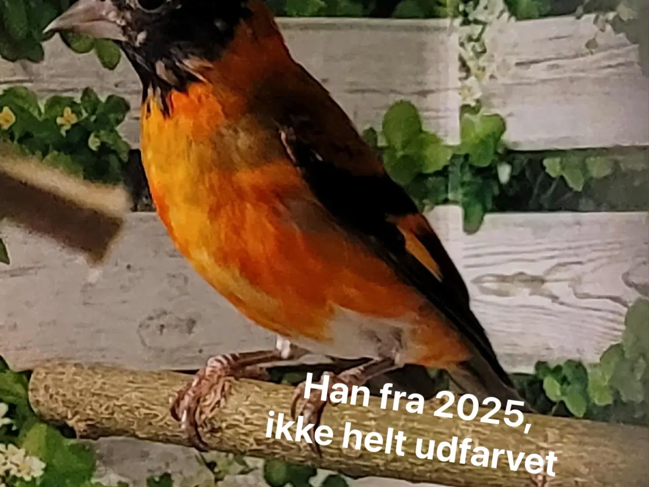 Billede 2 - 2.2 Kapuziner sisken