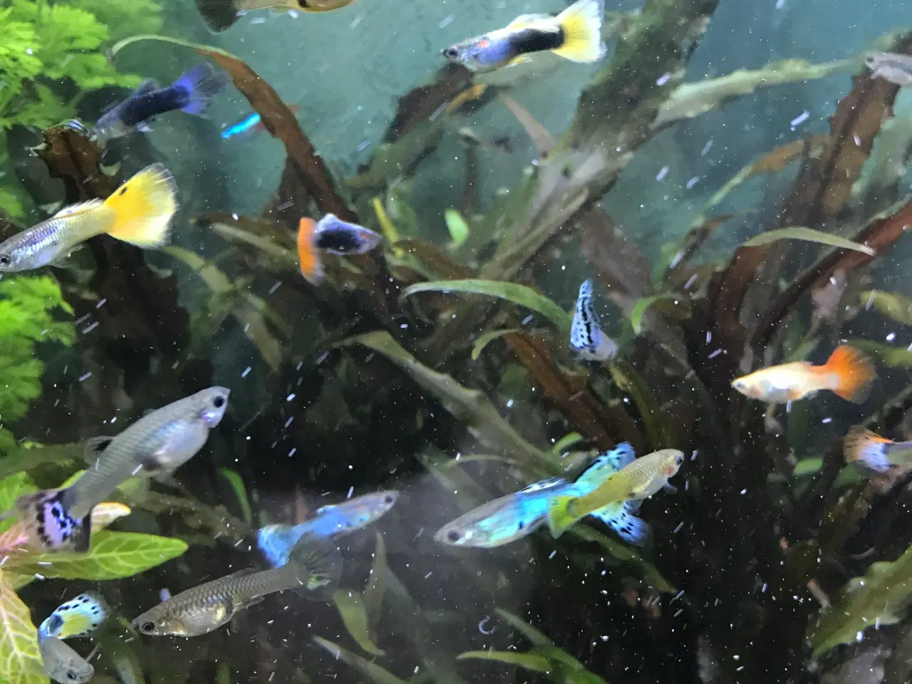 Billede 6 - 🐠 Guppy-unger Premium – 4-6 uger | Flot guppymix